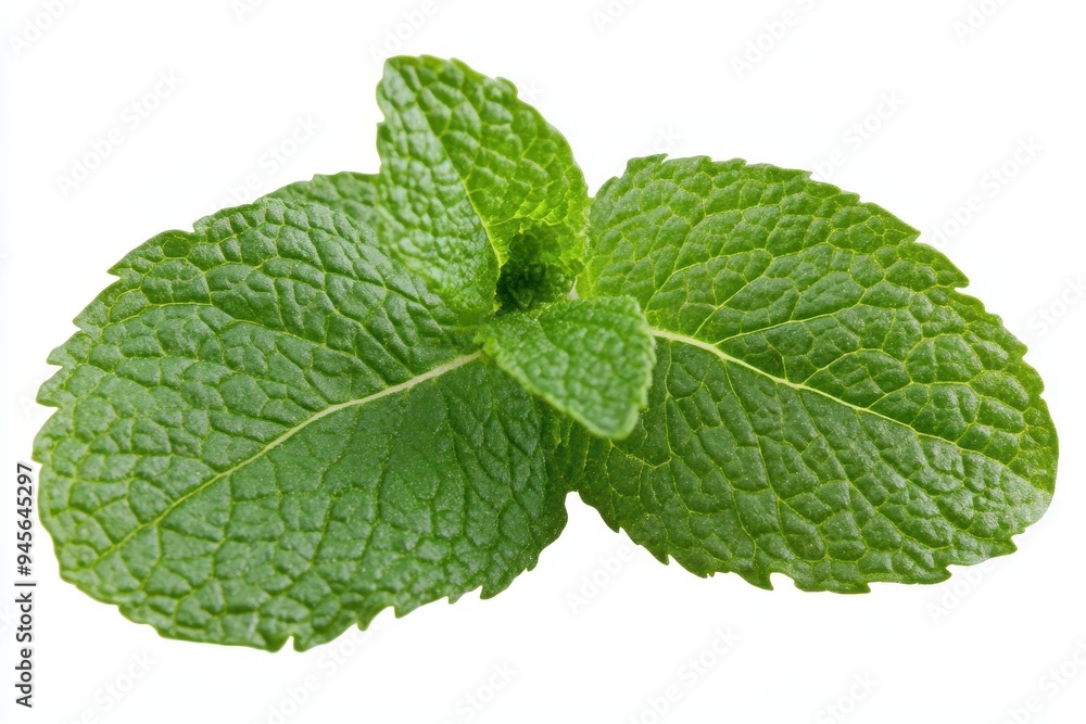 A fresh green mint leaf with a textured surface, ideal for culinary and herbal uses. A fresh green mint leaf with a textured surface, ideal for culinary and herbal uses.