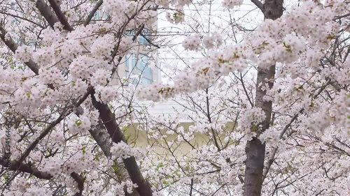 Cherry blossoms at Hongkou Football Stadium, Hongkou District, Shanghai photo