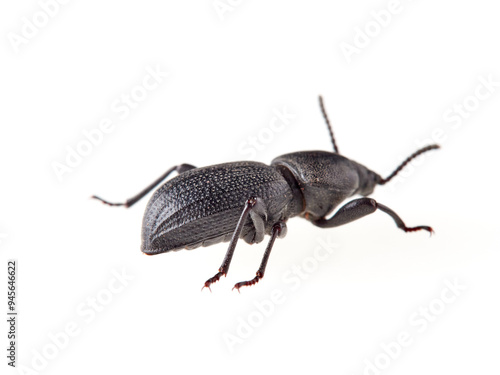 Black beetle on a white background. Scaurus uncinus beetle.