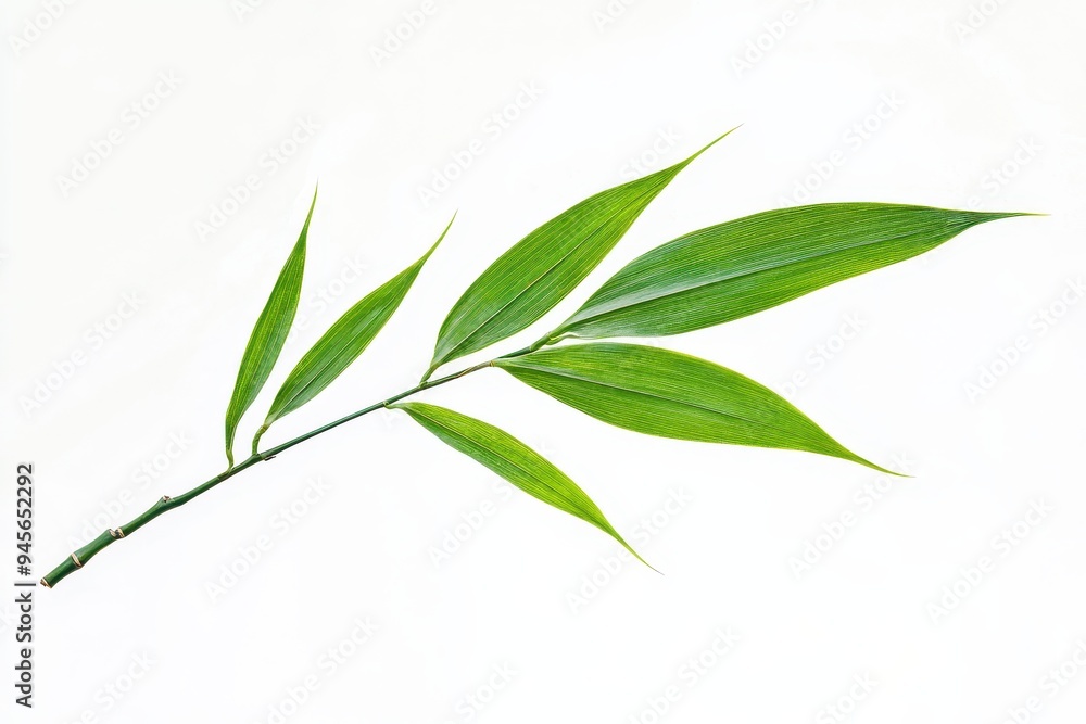 Obraz premium A green bamboo leaf branch with long, slender leaves on a white background.