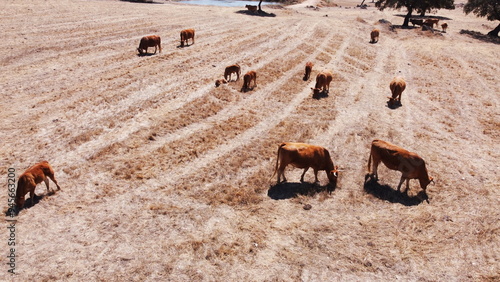 rebaño de vacas pastando en el campo 