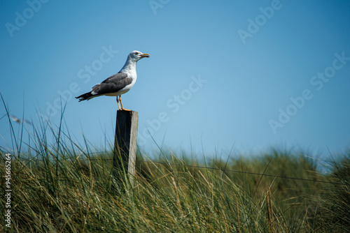 Seagull in the dunes