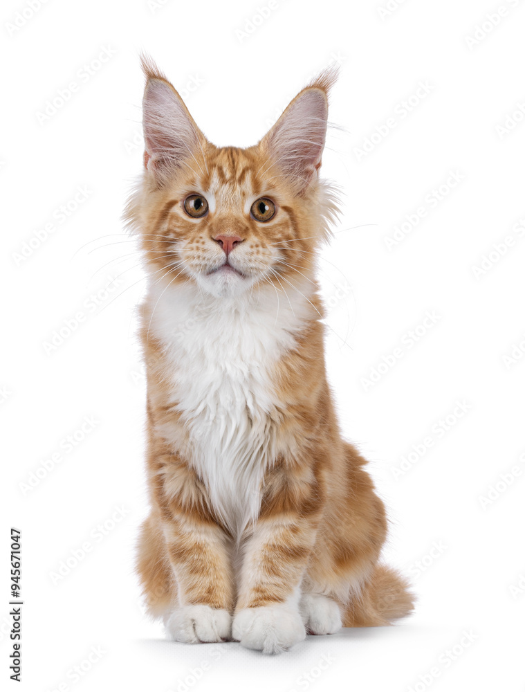 Obraz premium Adorable red with white Maine Coon cat, sitting up facing front. Looking straight to camera with sweet expression. Isolated on a white background.