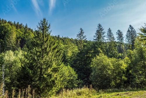 Landscapes - Forest - Europe, Romania, Suceava region