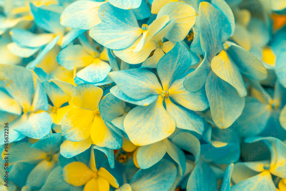 Yellow-blue flowers close-up. Bouquet of colorful flowers. City flower beds, a beautiful and well-kept garden with flowering shrubs. Yellow-blue flowers close-up. Bouquet of colorful flowers. City flower beds, a beautiful and well-kept garden with flowering shrubs.