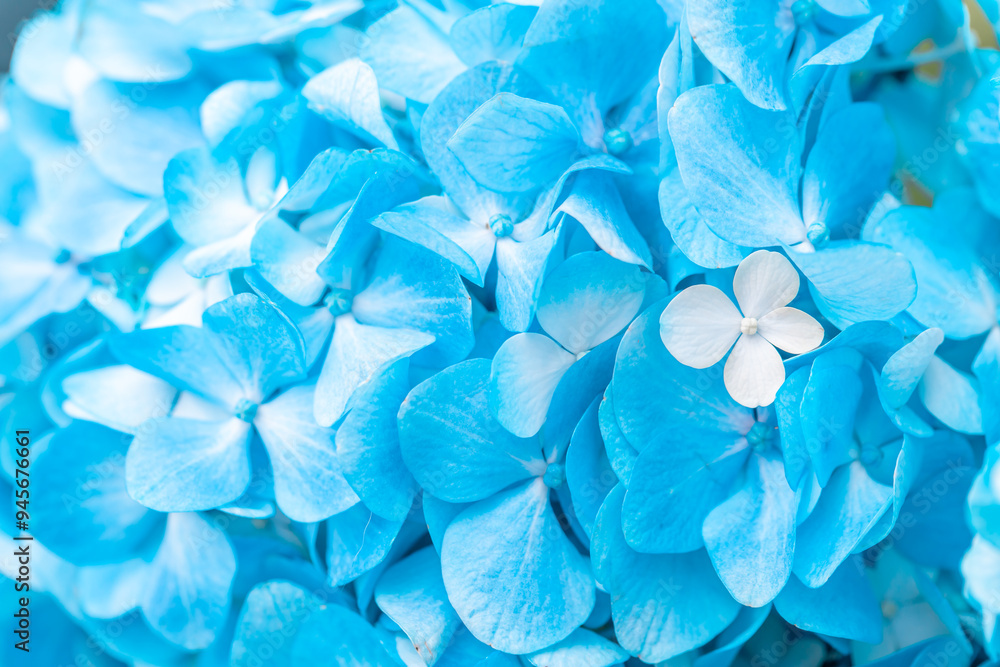 Turquoise flowers close up. Bouquet of purple flowers. City flower beds, a beautiful and well-groomed garden with flowering bushes. Turquoise flowers close up. Bouquet of purple flowers. City flower beds, a beautiful and well-groomed garden with flowering bushes.