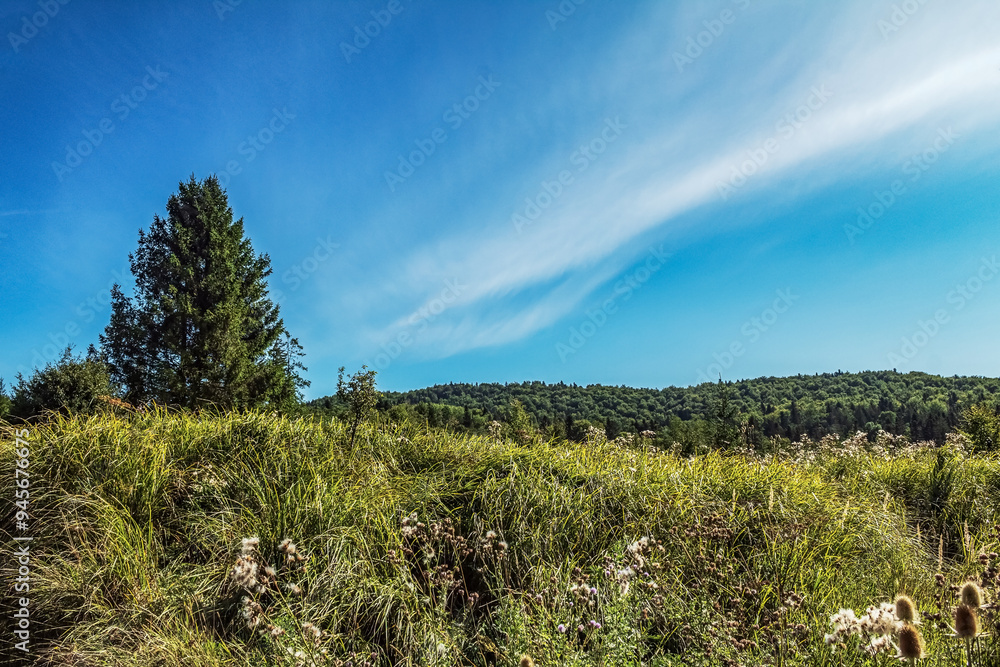 Landscapes - Forest - Europe, Romania, Suceava region Landscapes - Forest - Europe, Romania, Suceava region