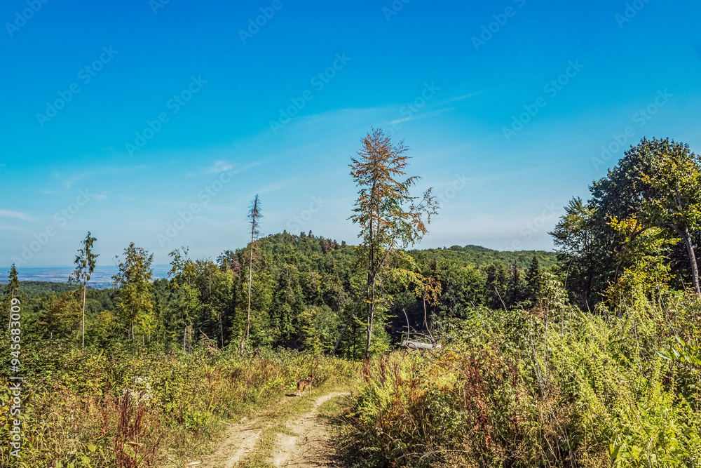 Landscapes - Forest - Europe, Romania, Suceava region Landscapes - Forest - Europe, Romania, Suceava region