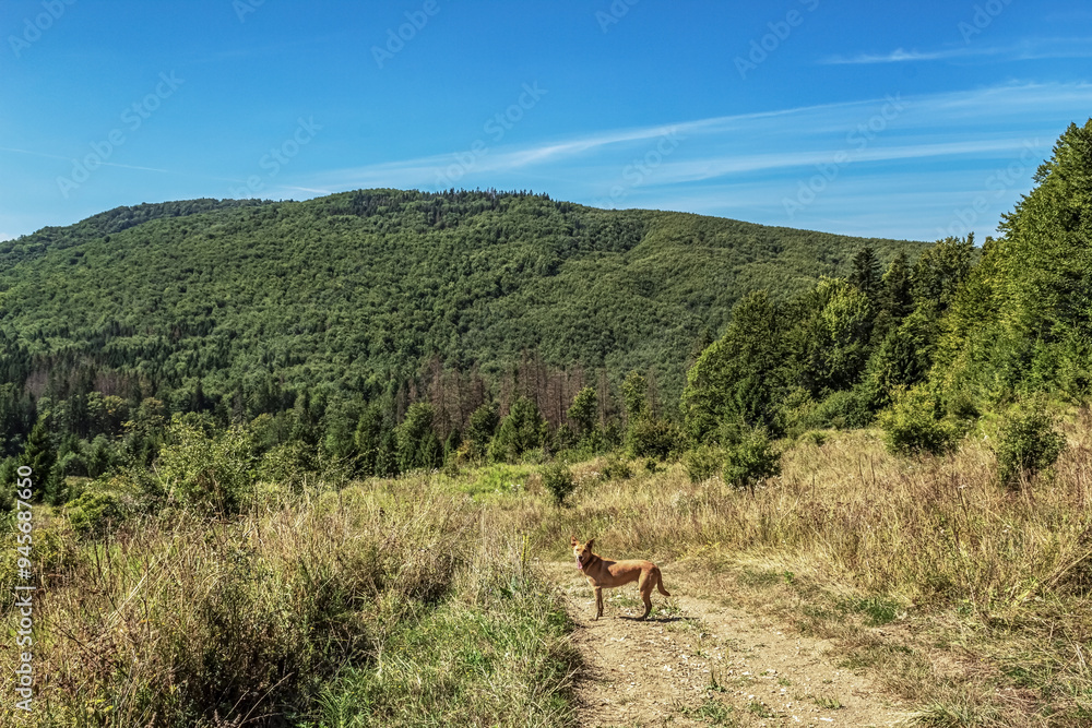 Landscapes - Forest - Europe, Romania, Suceava region Landscapes - Forest - Europe, Romania, Suceava region