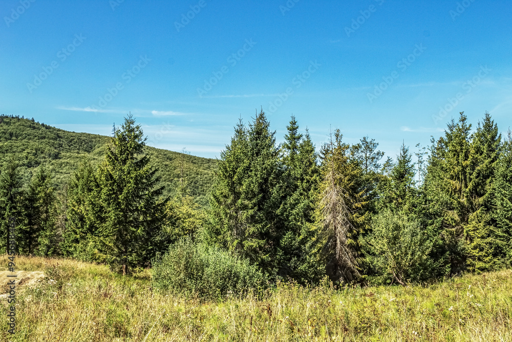 Landscapes - Forest - Europe, Romania, Suceava region Landscapes - Forest - Europe, Romania, Suceava region