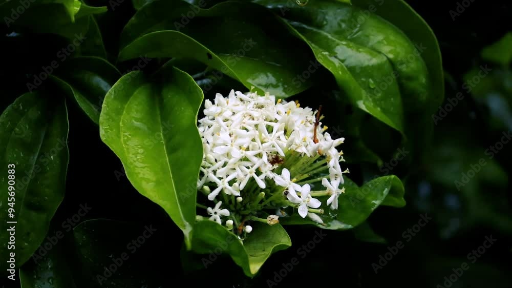 Rain in the flower garden. Rain drop on leaf tree, light Rain Falling On Tree Leaves, soft rain drop on the white flower Rain in the flower garden. Rain drop on leaf tree, light Rain Falling On Tree Leaves, soft rain drop on the white flower