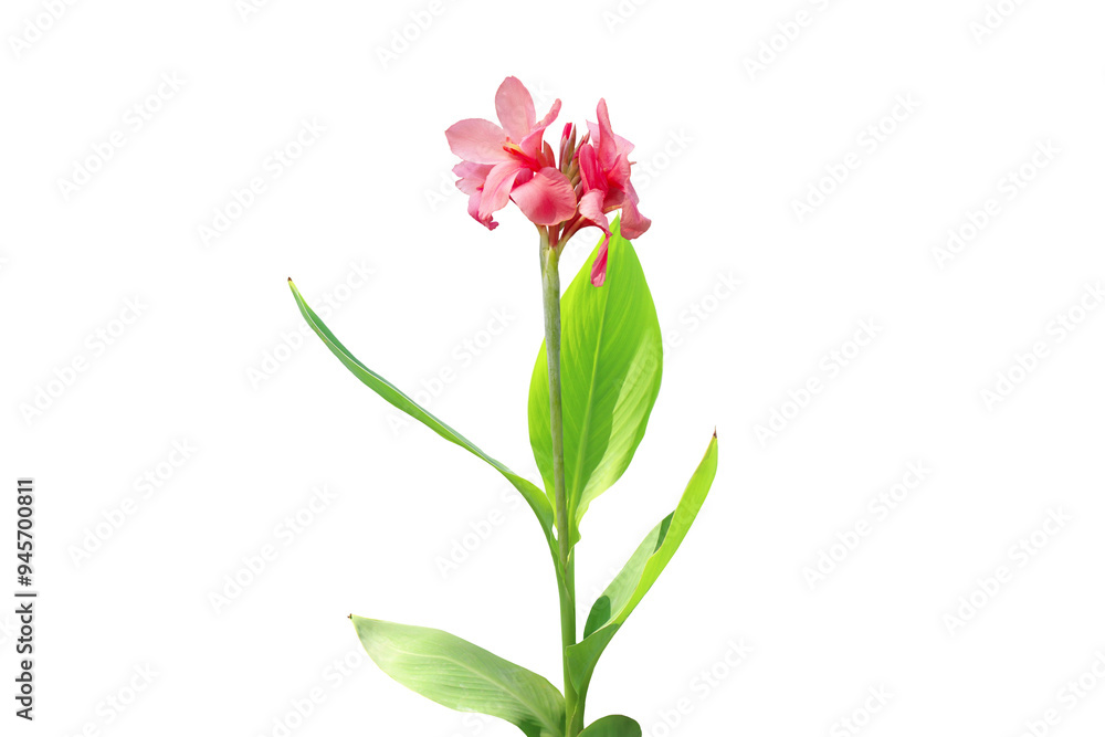 Close-up view of a blooming pink canna flower, isolated on a transparent background png file. Close-up view of a blooming pink canna flower, isolated on a transparent background png file.