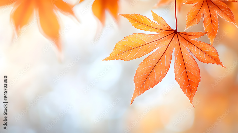 Close-up maple leaves with rim light in autumn Close-up maple leaves with rim light in autumn