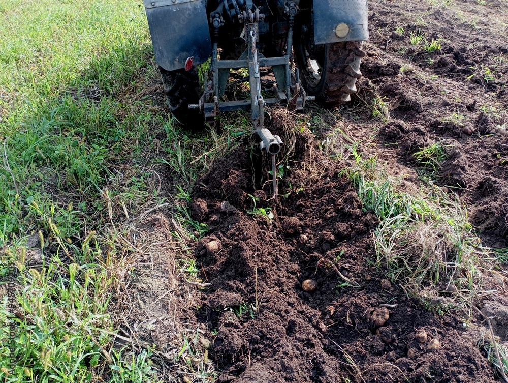 Fototapeta premium The tractor plows potatoes from the ground with the help of a special plow. The topic of harvesting potatoes in the fall.