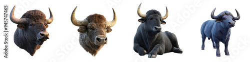 A collection of buffalo heads showcasing different poses and textures, perfect for wildlife and animal themes in diverse projects.