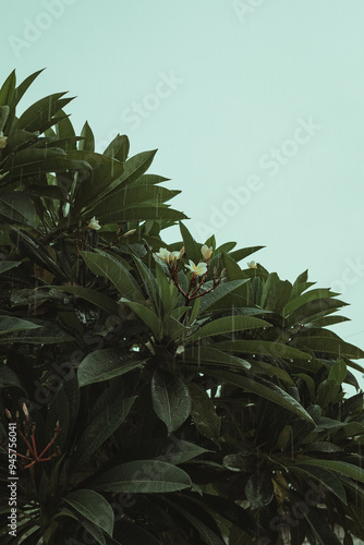Фотография A temple flower and its lush leaves glisten in the rain on a rainy day