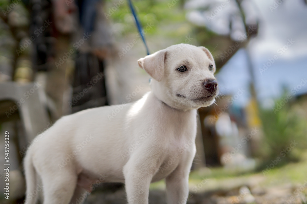 A white Aspin puppy with soft fur and warm brown eyes gazes into the distance. The sunlight highlights its gentle features, capturing a heartwarming moment of innocence. A white Aspin puppy with soft fur and warm brown eyes gazes into the distance. The sunlight highlights its gentle features, capturing a heartwarming moment of innocence.