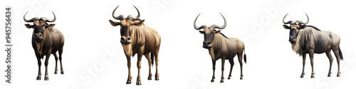 Stylized illustration of a herd of wildebeests showcasing different poses and characteristics, perfect for wildlife themes.