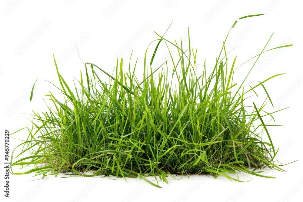 Grass garden plant lawn white background. Grass garden plant lawn white background.