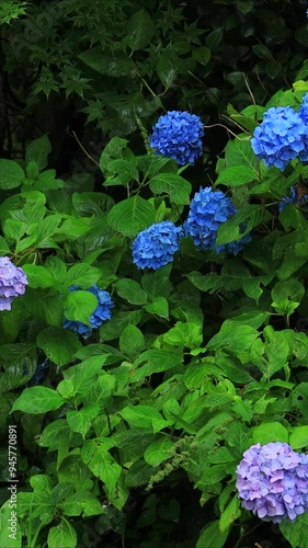アジサイ　花　梅雨　そよ風　イメージ	