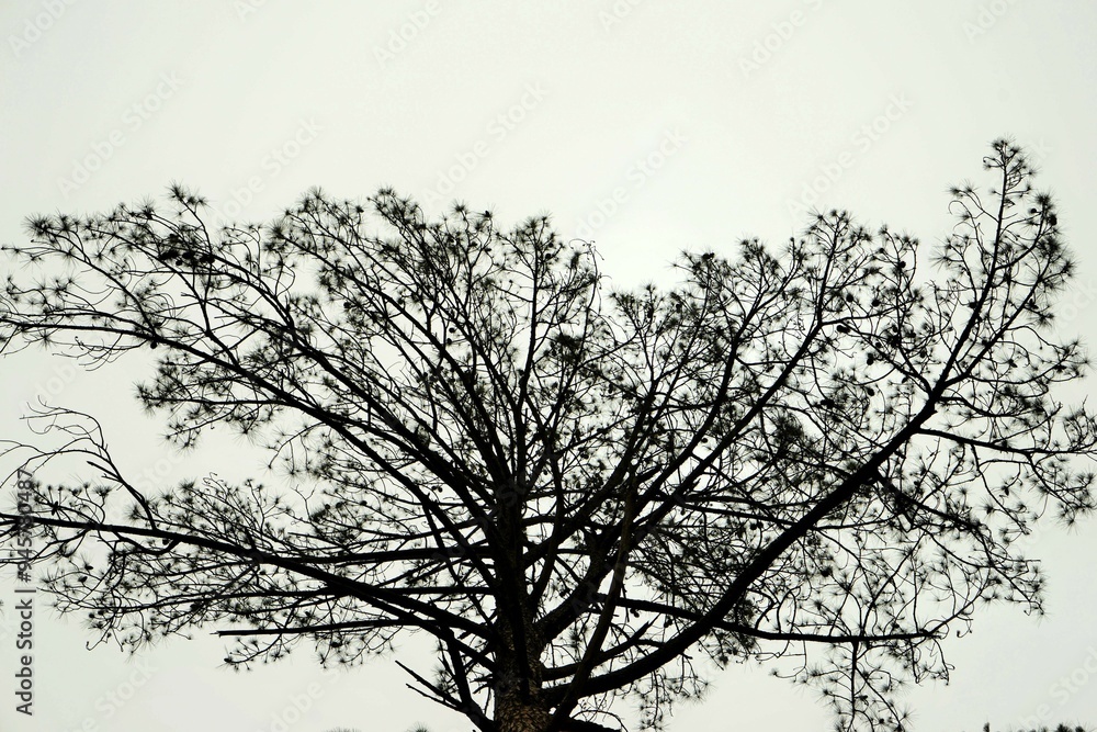Fototapeta premium Deodar tree, Tirthan Valley, Himachal Pradesh, India, Asia