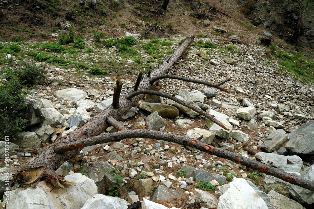 Fallen tree, Tirthan Valley, Himachal Pradesh, India, Asia Fallen tree, Tirthan Valley, Himachal Pradesh, India, Asia