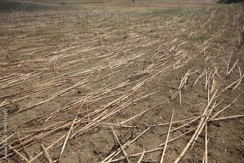 postharvest sunflower stalk residues in the field photo