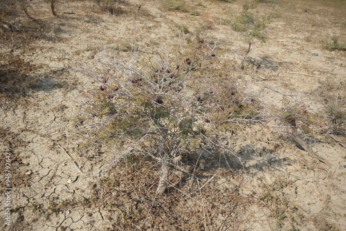 Prosopis farcta (Syrian mesquite) plant in the field