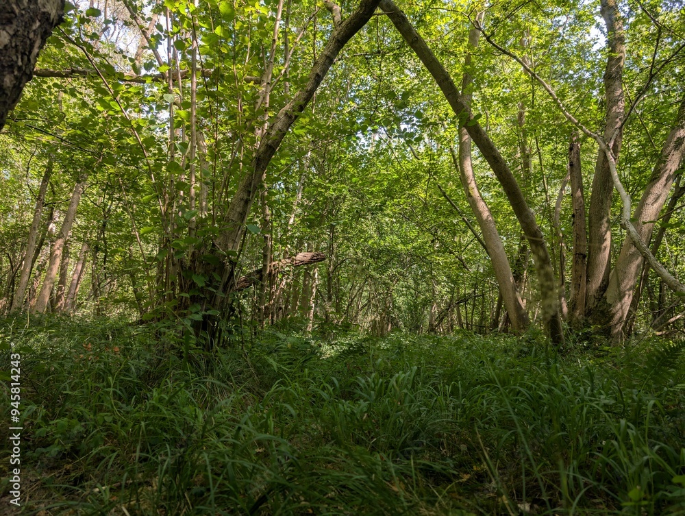 Forested woodland deciduous summer Europe green panorama UK temperate Forested woodland deciduous summer Europe green panorama UK temperate