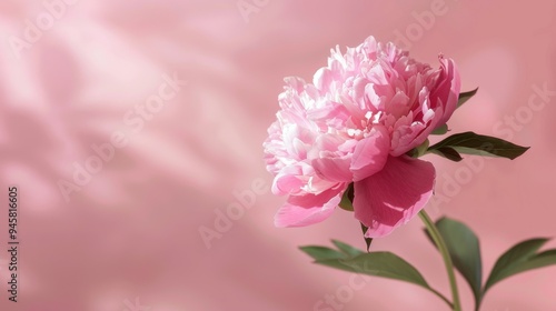 Fototapeta Naklejka Na Ścianę i Meble -  Close up pink peony