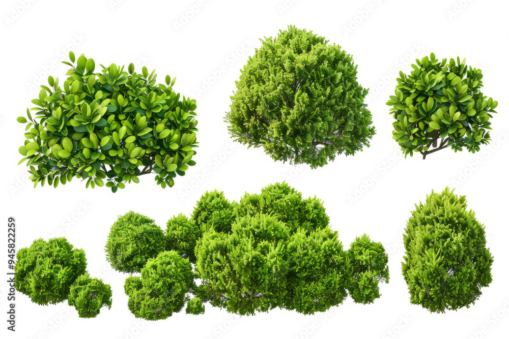 green bushes, capturing their unique shapes and textures on a white background. green bushes, capturing their unique shapes and textures on a white background.