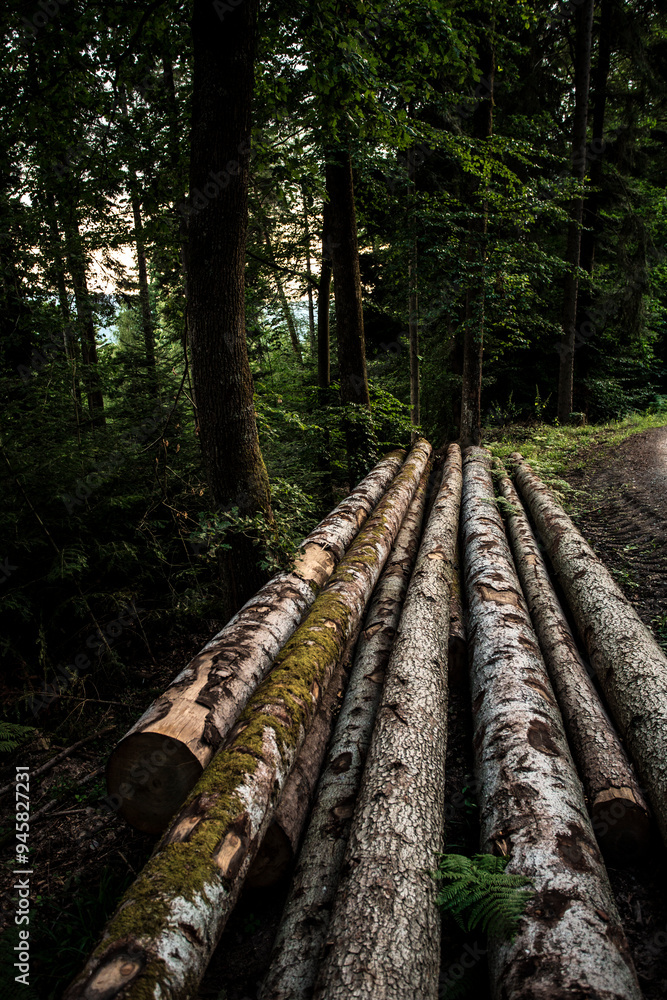 Tala controlada de arboles para la limpieza de los bosques y la industria maderera. Tala controlada de arboles para la limpieza de los bosques y la industria maderera.