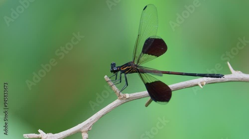 Gossamer wings sitting on a branch. photo