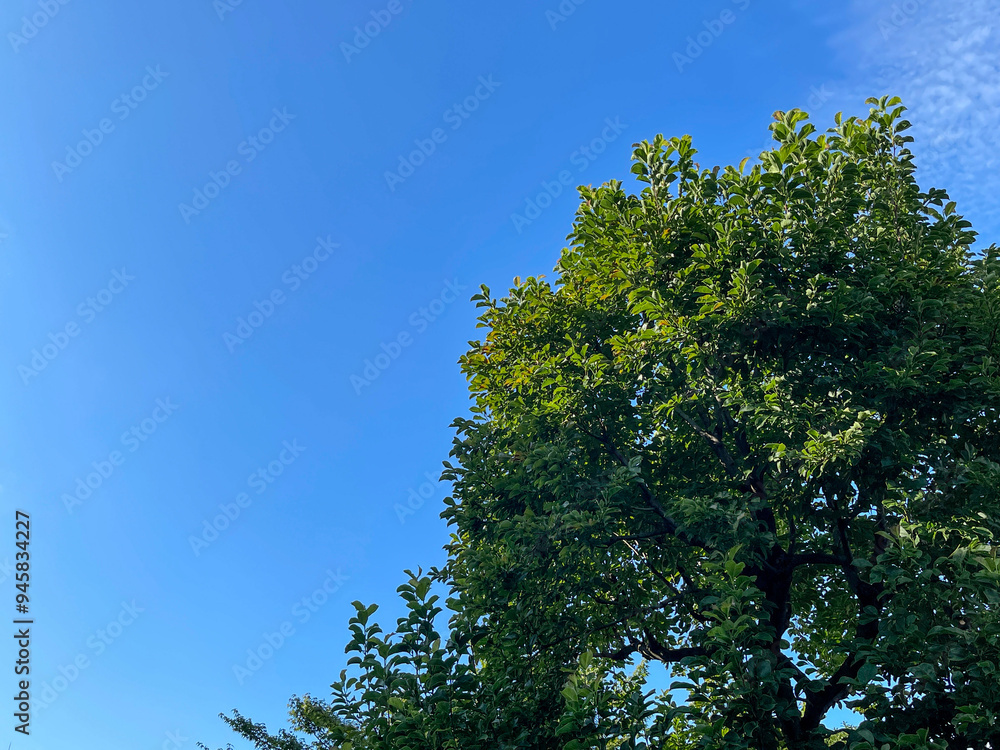 8月の青空と樹木 8月の青空と樹木