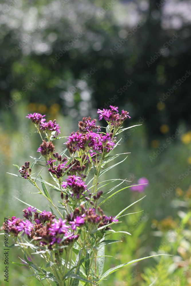 Purple wildflowers growing in the sunny summer meadow. Purple wildflowers growing in the sunny summer meadow.