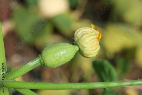 Wallpaper Mural growing zucchini (squash) with flower Torontodigital.ca
