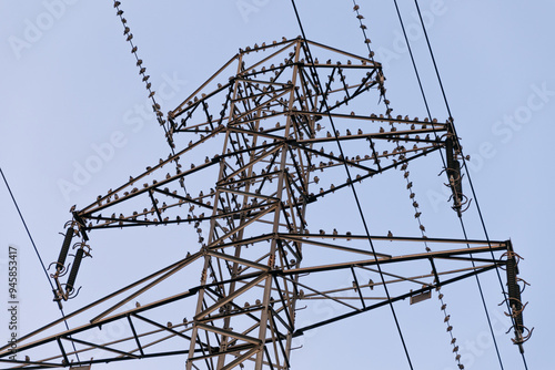 A flock of starlings sits on power lines. photo