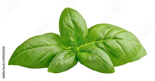 Fresh green basil leaves, isolated on transparent cutout background