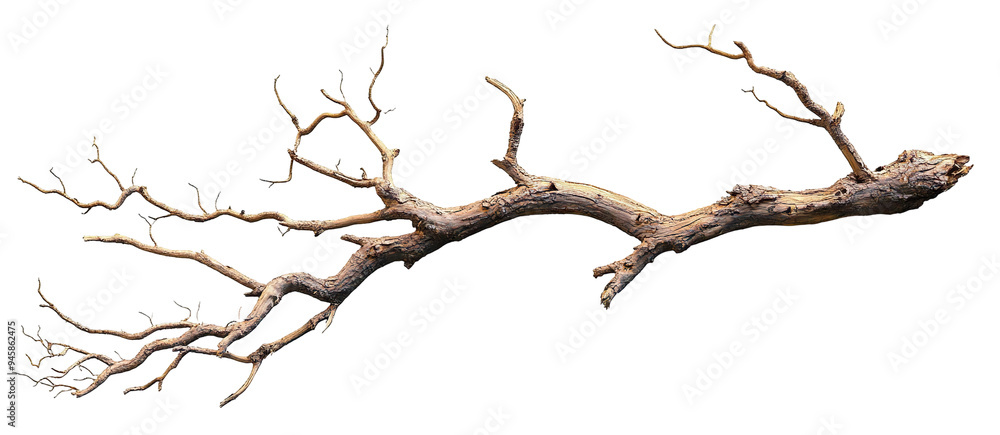 Dry tree branch, isolated on transparent cutout background Dry tree branch, isolated on transparent cutout background