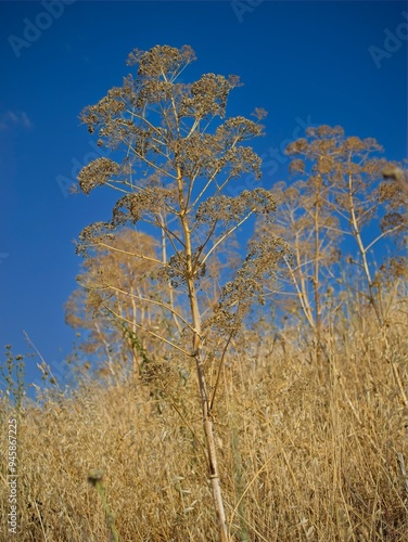 Golden dry blades of grass in the summer, daylight
