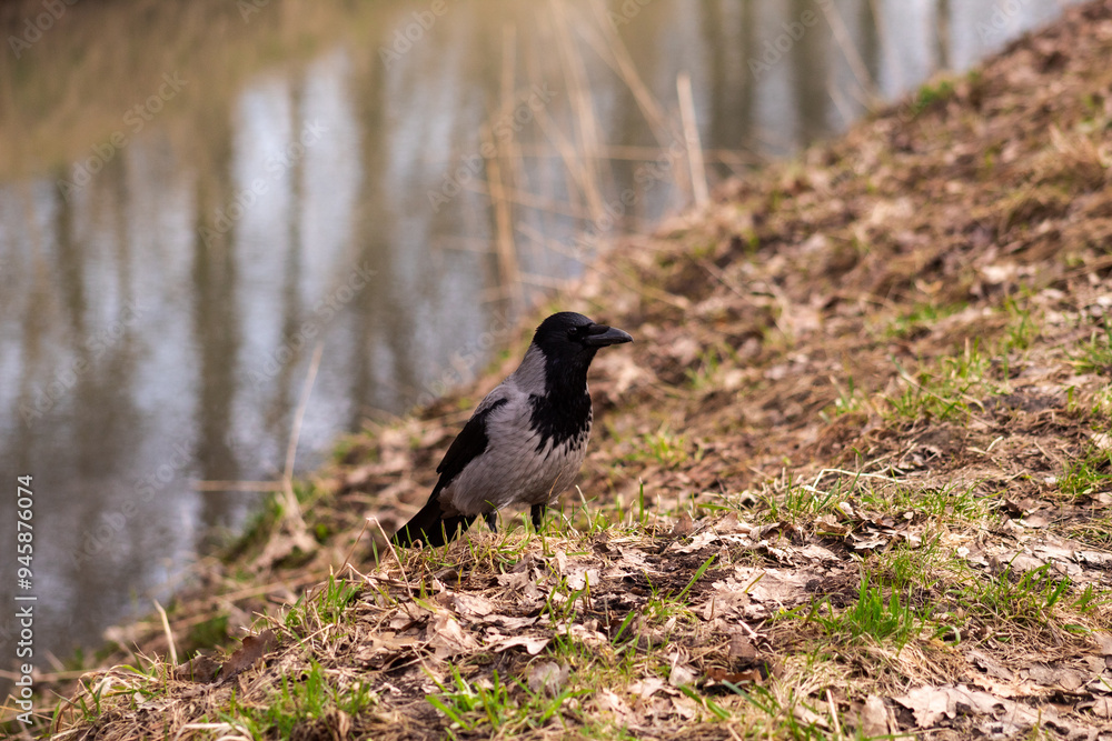 gray crow on the background of fallen leaves gray crow on the background of fallen leaves