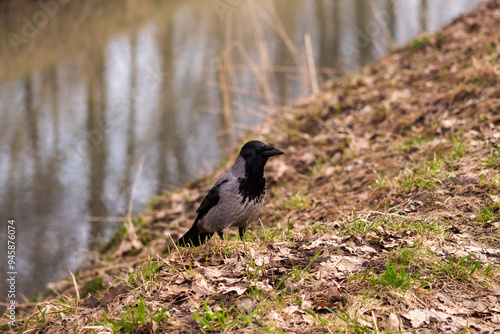gray crow on the background of fallen leaves