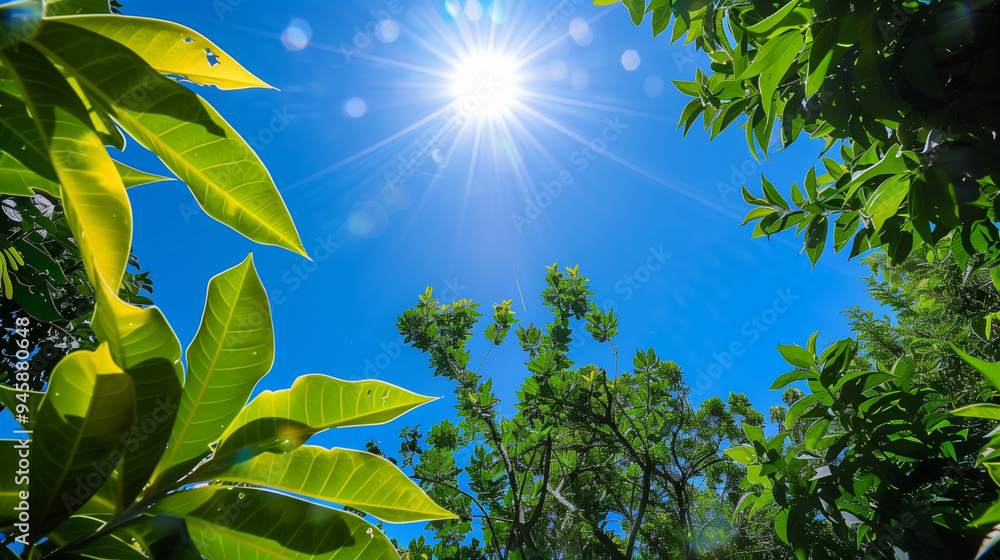 Obraz premium A tree with leaves and a sun shining through the leaves