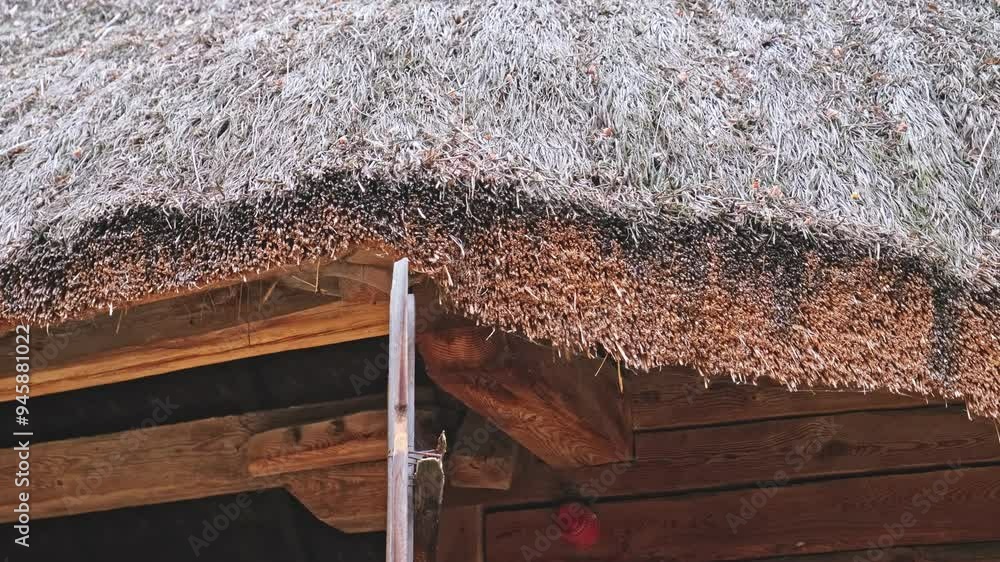 Traditional Historic Polish Eastern Europe Rural Village Wooden House with Thatched Roof Made of Dried Hay Covered in Green Moss Traditional Historic Polish Eastern Europe Rural Village Wooden House with Thatched Roof Made of Dried Hay Covered in Green Moss