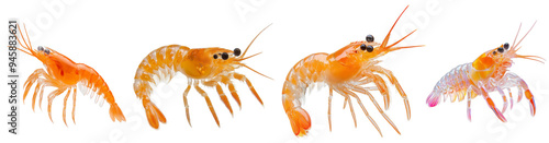 Vibrant Shrimps, Orange and white shrimps with translucent bodies, Aquatic Creatures. photo