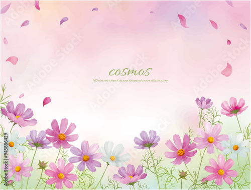 水彩手書きのピンクのコスモスの花の背景イラスト