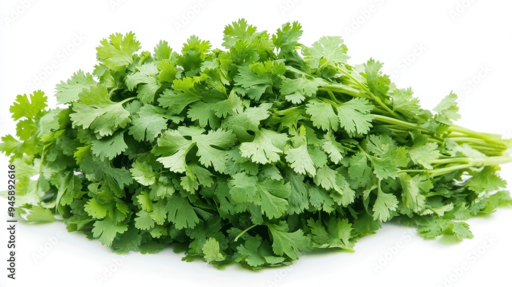 A fresh bunch of cilantro leaves, commonly used as a culinary herb in various dishes. A fresh bunch of cilantro leaves, commonly used as a culinary herb in various dishes.