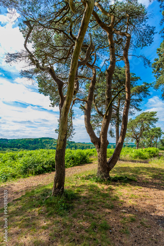 Lickey Hills country Park West Midlands England UK.