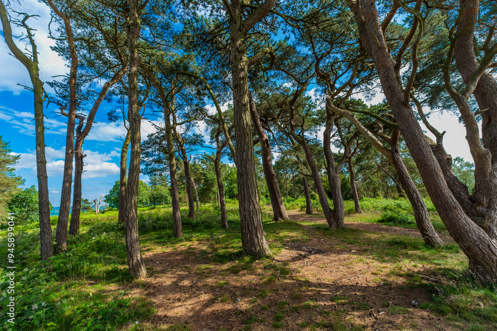 Lickey Hills country Park West Midlands England UK. Lickey Hills country Park West Midlands England UK.