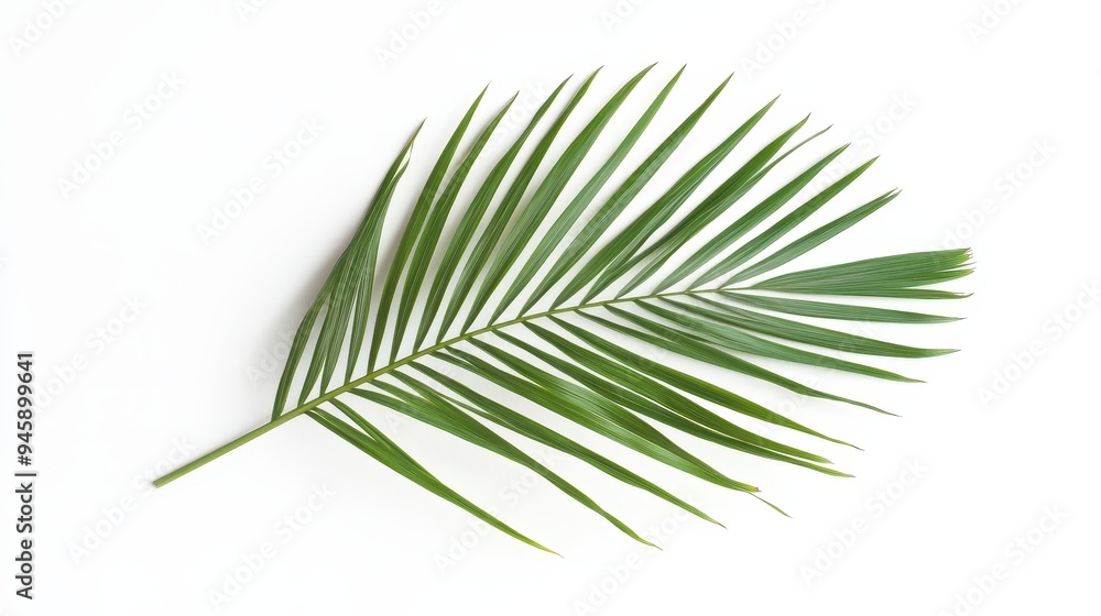 Fototapeta premium A green palm leaf resting on a white background, showcasing its natural beauty.